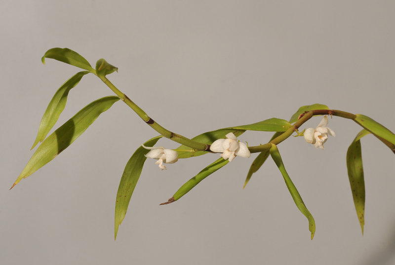 Eria carnea.