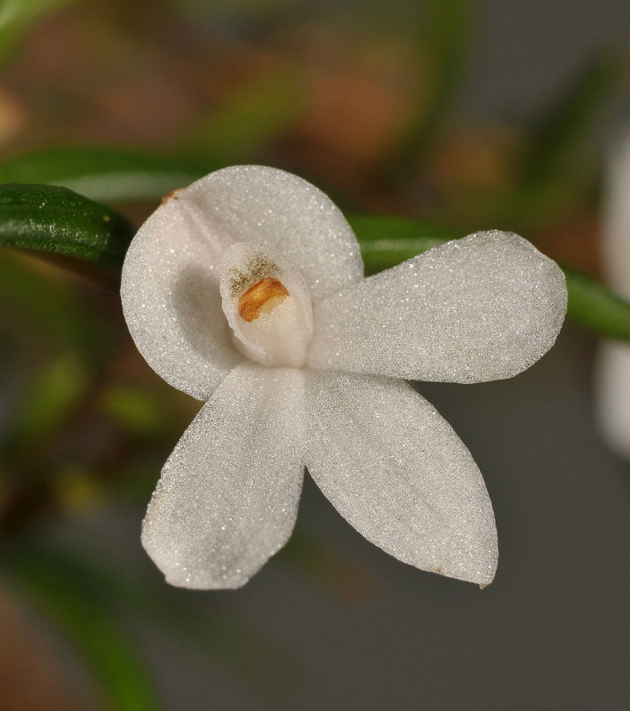 Glomera confusa. Close-up.