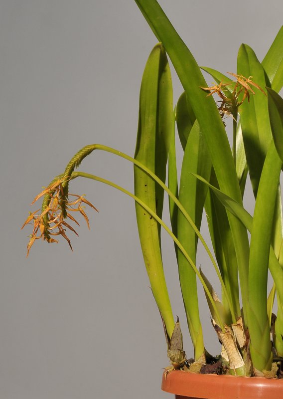Liparis anopheles.