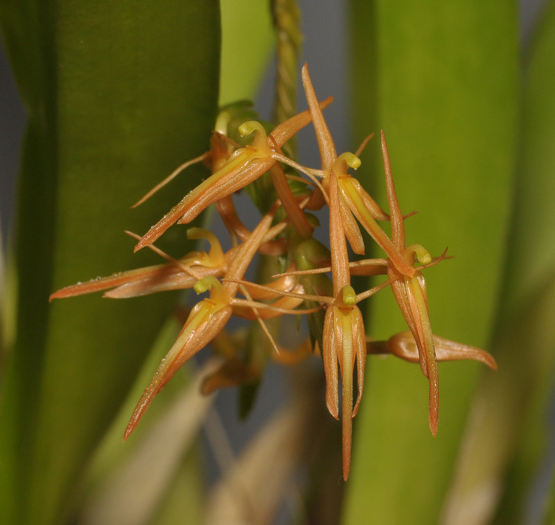 Liparis anopheles. Closer.