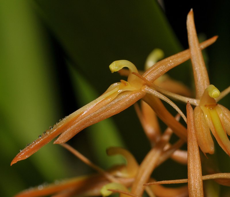 Liparis anopheles. Close-up.