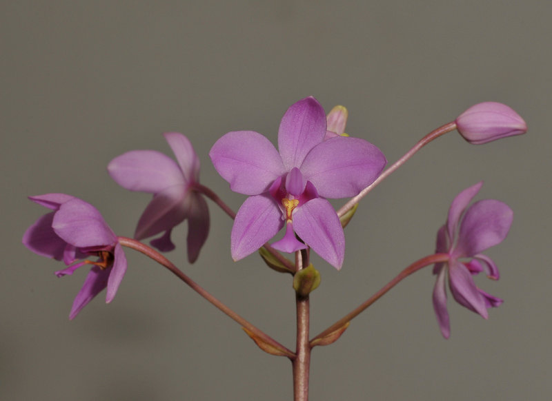 Spathoglottis portusfinchii.