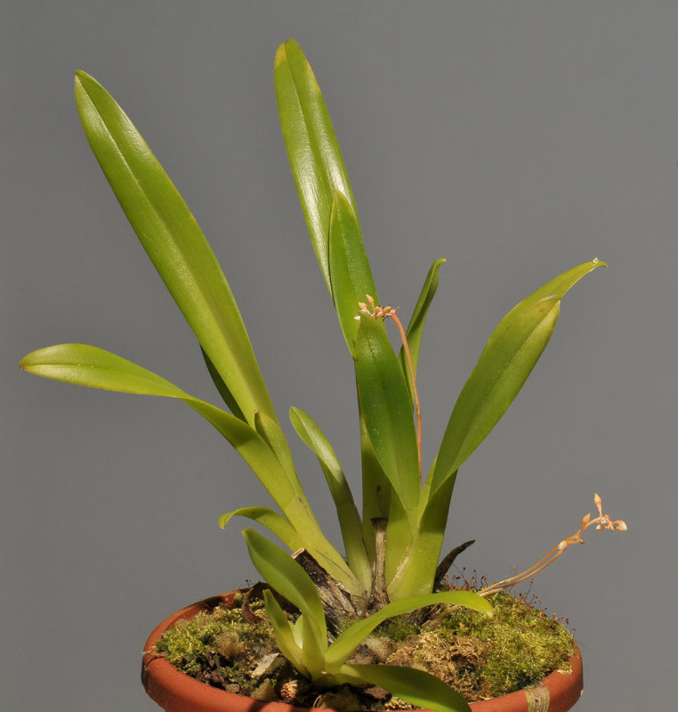 Thelasis micrantha.