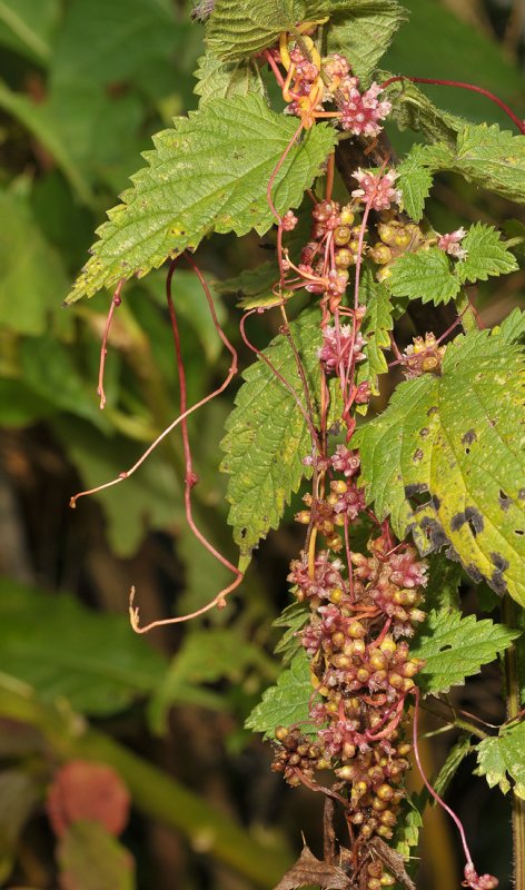 Cuscuta europaea.