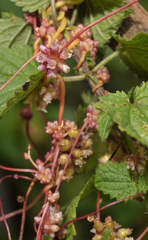 Cuscuta europaea. Closer.