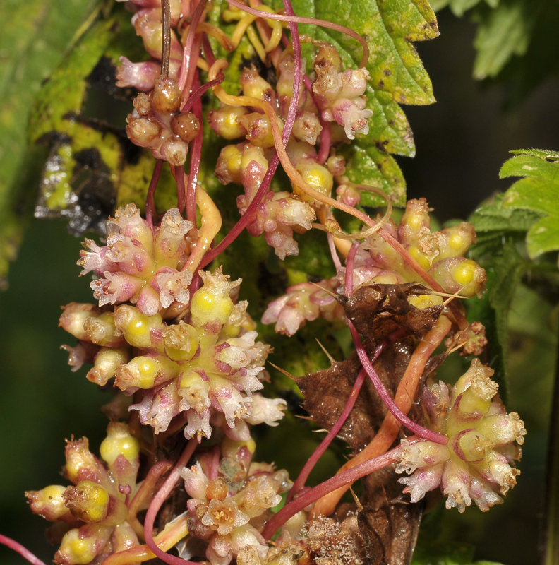 Cuscuta europaea. Closer.