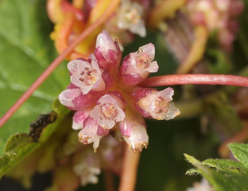 Cuscuta europaea. close-up.