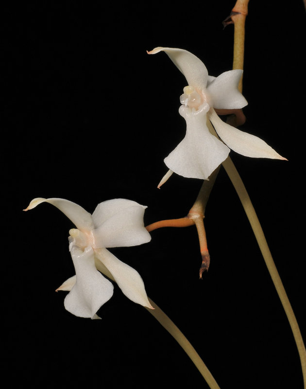 Aerangis kotschyana. Closer.