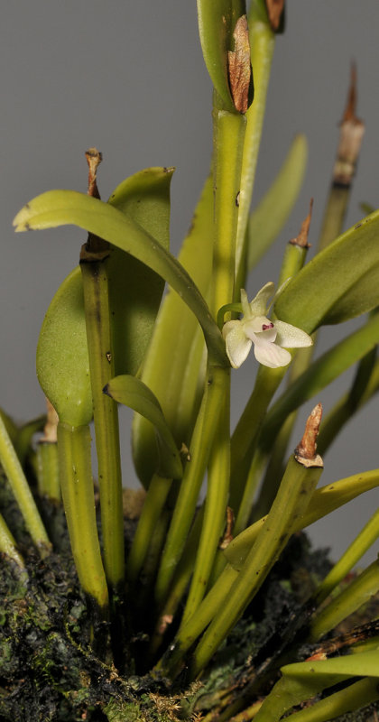 Dendrobium.