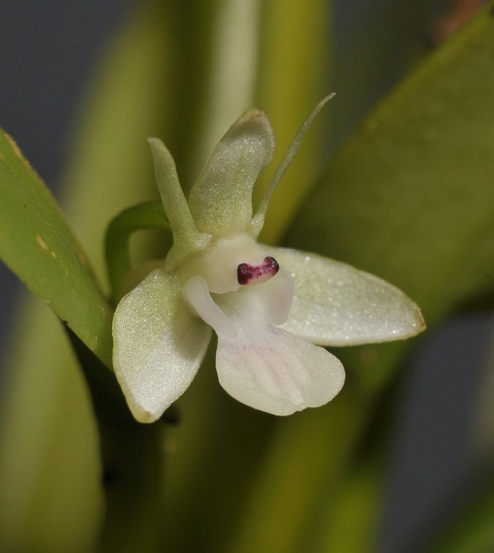 Cadetia. Close-up.