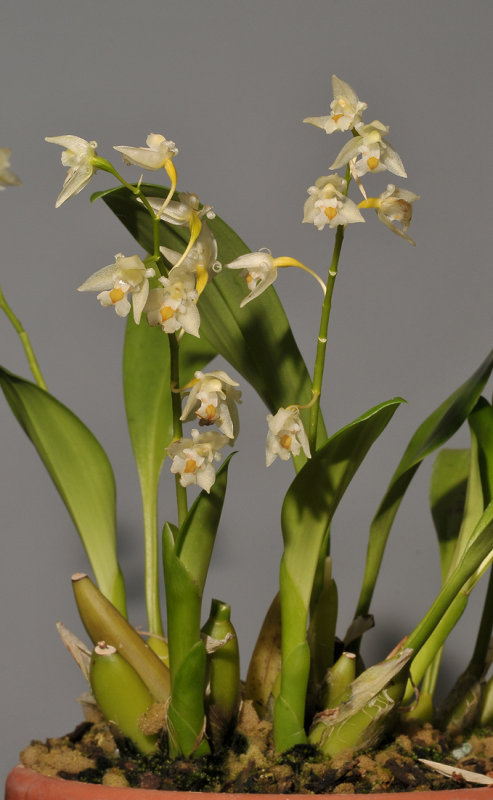 Chelonistele sulphurea subsp. sulphurea.