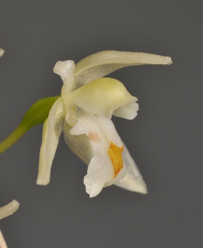 Chelonistele sulphurea subsp. sulphurea. Close-up side.