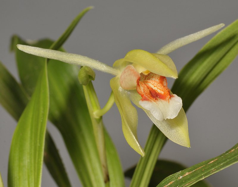 Coelogyne carinata. Close-up.