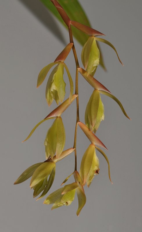 Coelogyne exalata.