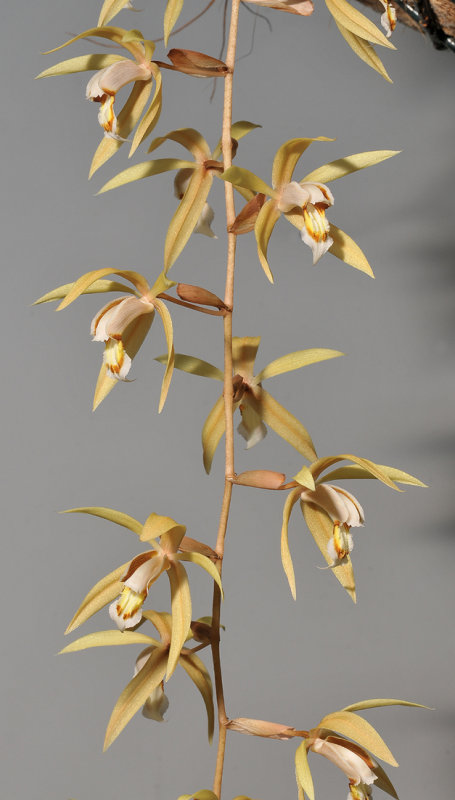 Coelogyne rochussenii.