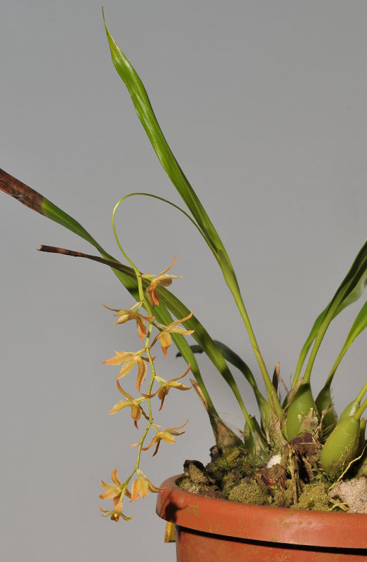 Dendrochilum galbanum.