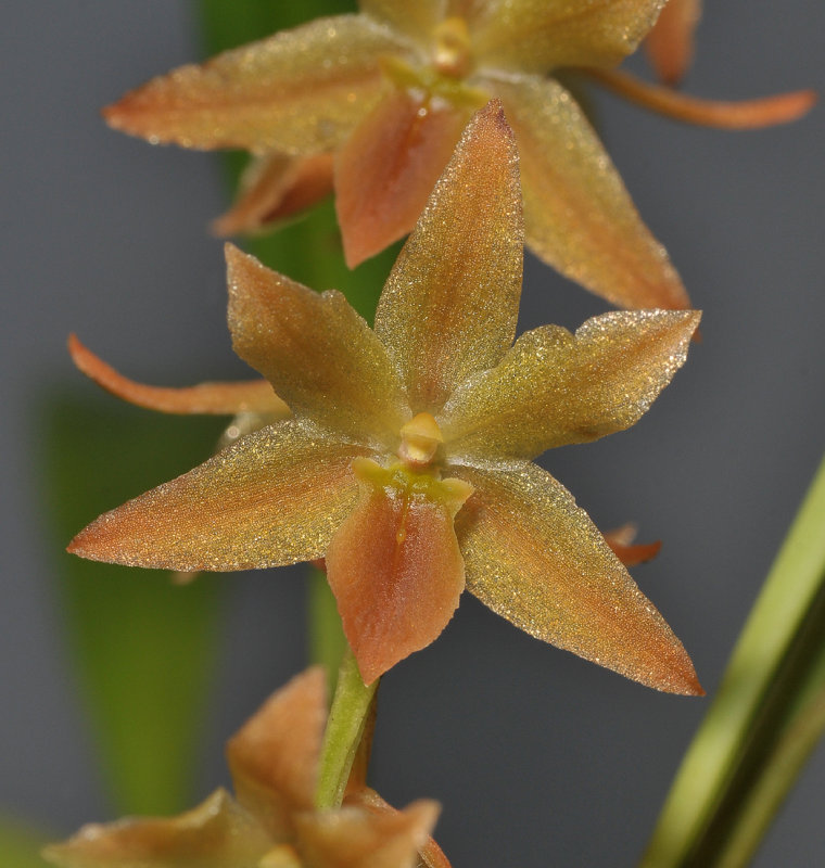 Dendrochilum galbanum. Close-up.
