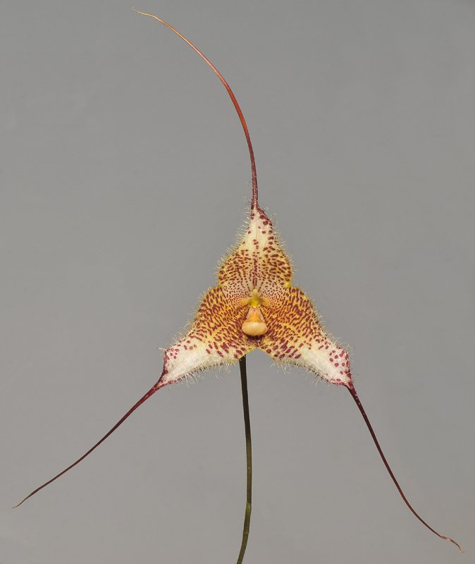 Dracula gorgona.