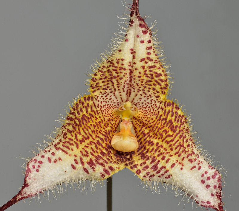 Dracula gorgona. Closer.