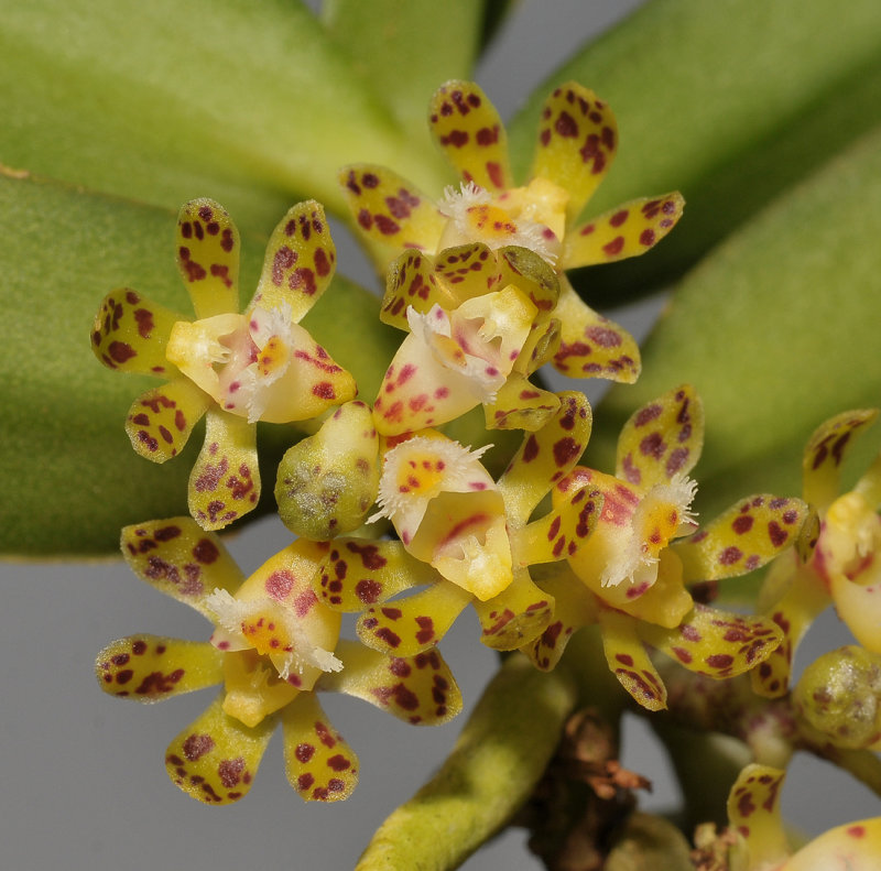 Gastrochilus sororius. Closer.