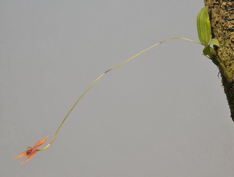 Mormolyca gracilipes.