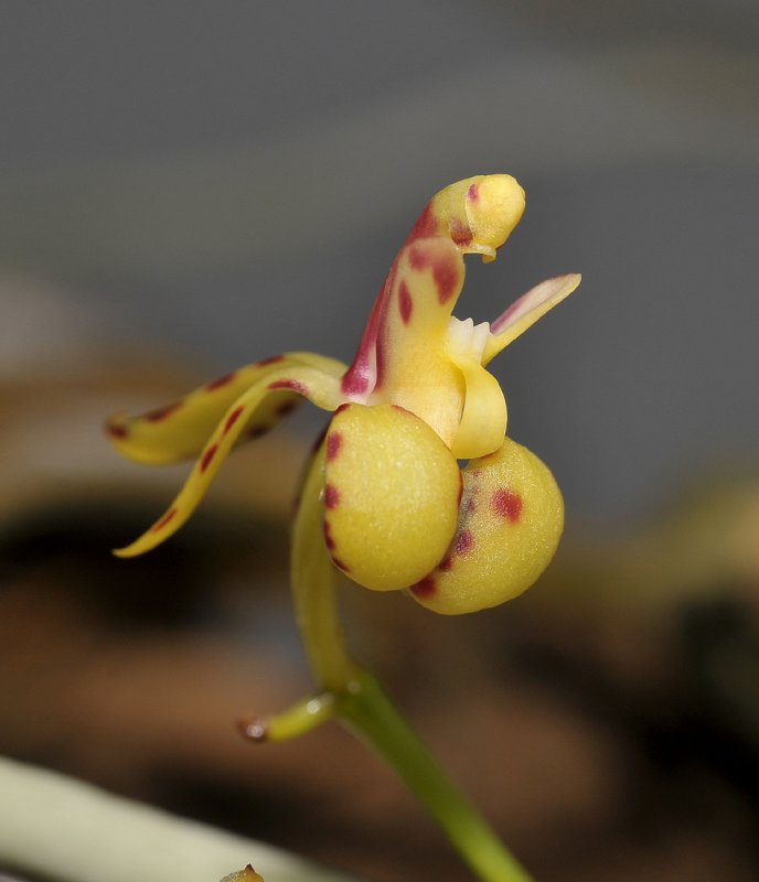 Renanthera histrionica. Close-up.