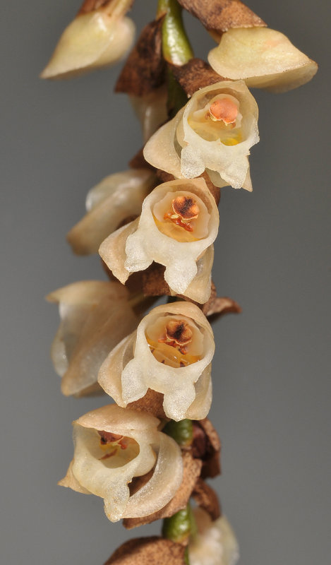 Pholidota imbricata. Close-up.