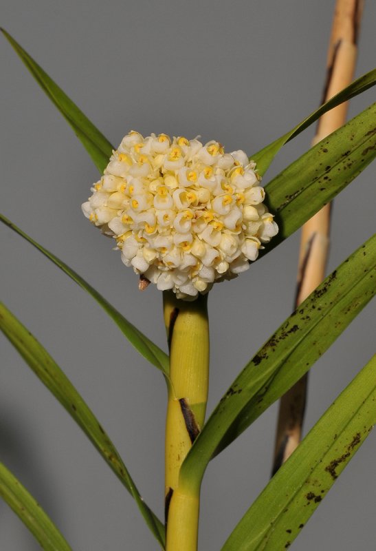 Agrostophyllum cyathiforme. Closer.