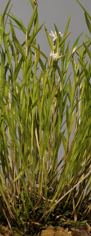 Agrostophyllum uniflorum.