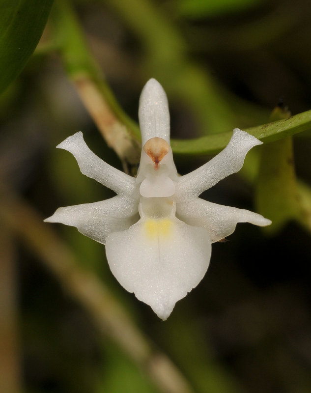 Agrostophyllum uniflorum. Close-up.