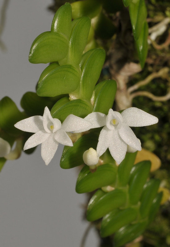 Angraecum distichum. Closer.
