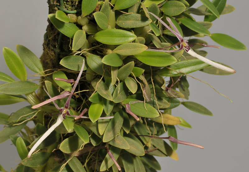 Bulbophyllum dolichoglottis.