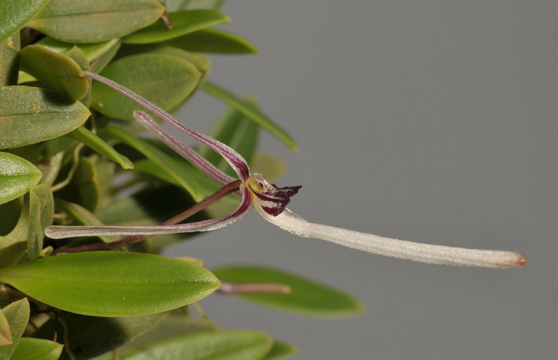 Bulbophyllum dolichoglottis. Close-up.