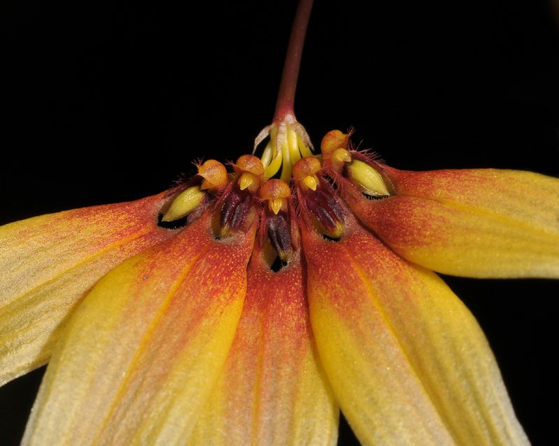 Bulbophyllum gusdorfii. Close-up.