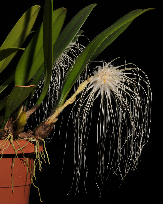 Bulbophyllum medusae.