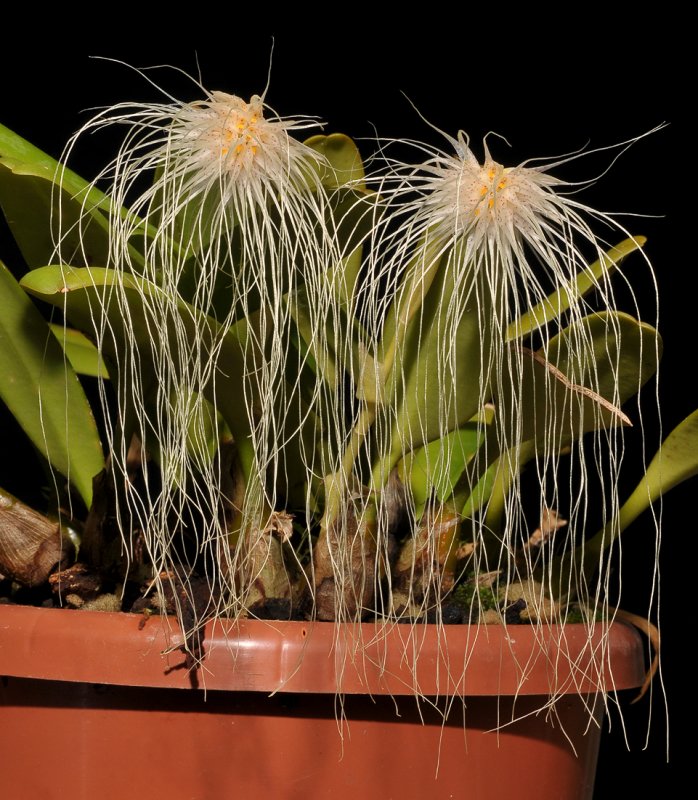 Bulbophyllum medusae.