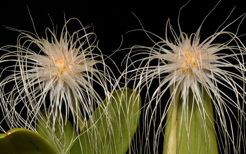 Bulbophyllum medusae. Closer.