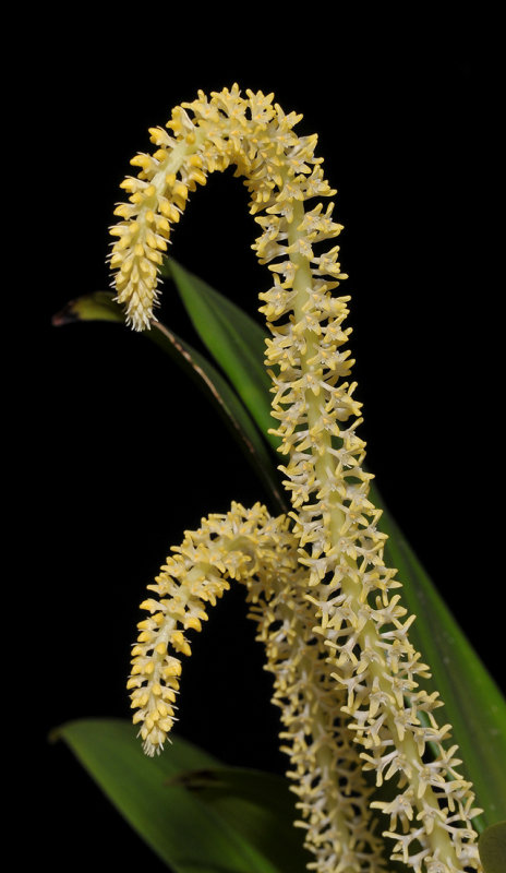 Bulbophyllum odoratum. Closer.