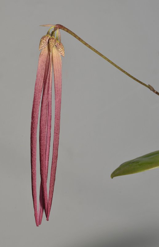 Bulbophyllum plumatum. Closer.