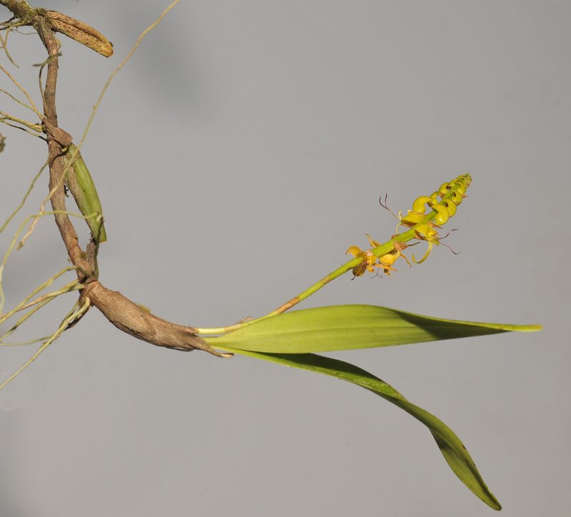 Bulbophyllum sandersonii subsp stenopetalum.