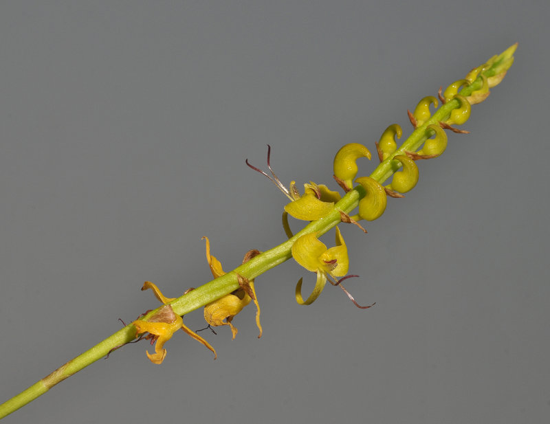 Bulbophyllum sandersonii subsp stenopetalum. Closer.