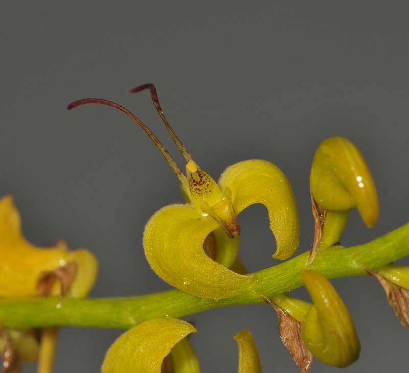 Bulbophyllum sandersonii subsp stenopetalum. Close-up.