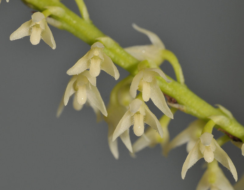 Bulbophyllum thompsonii. Close-up.