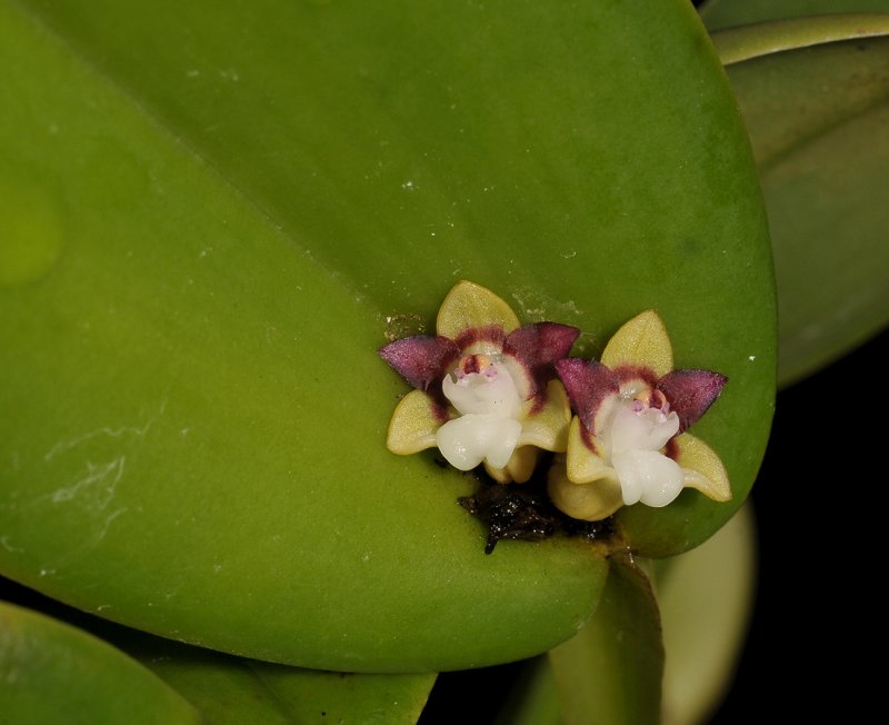 Dendrobium transversilobum. Closer.