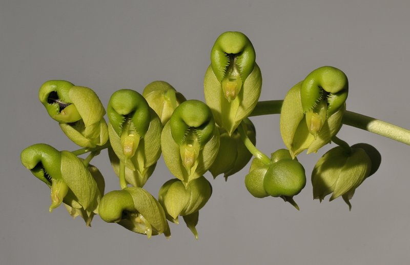 Catasetum purum.