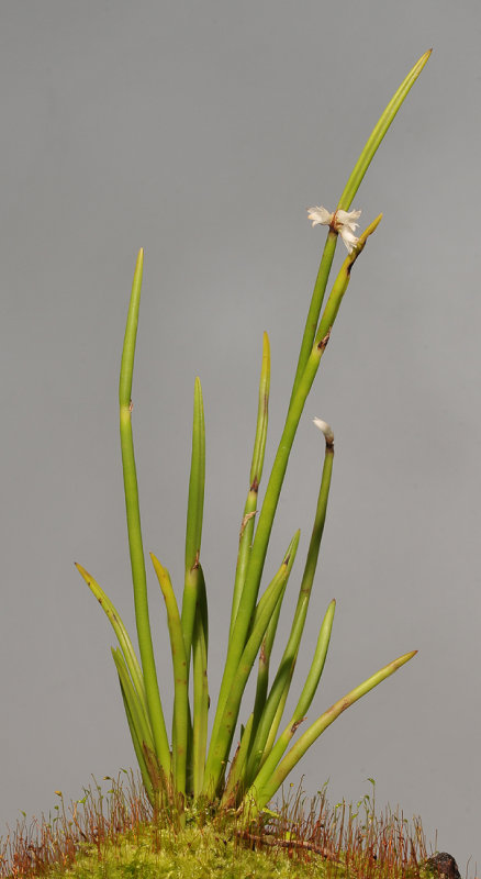 Ceratostylis spec.
