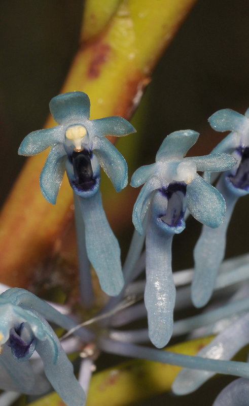Cleisocentron merrillianum. Close-up.
