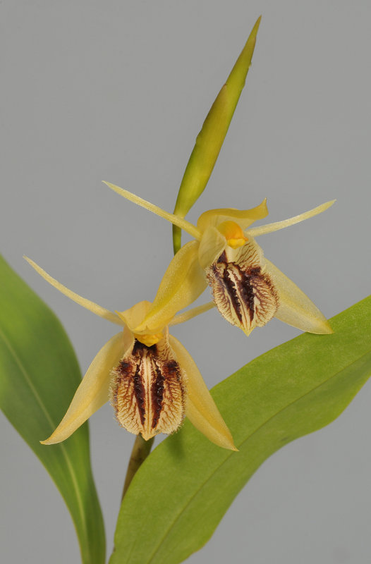 Coelogyne fimbriata aff. Closer.