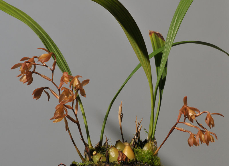 Coelogyne plicatissima.