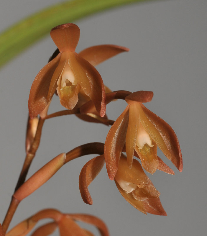 Coelogyne plicatissima. Close-up.